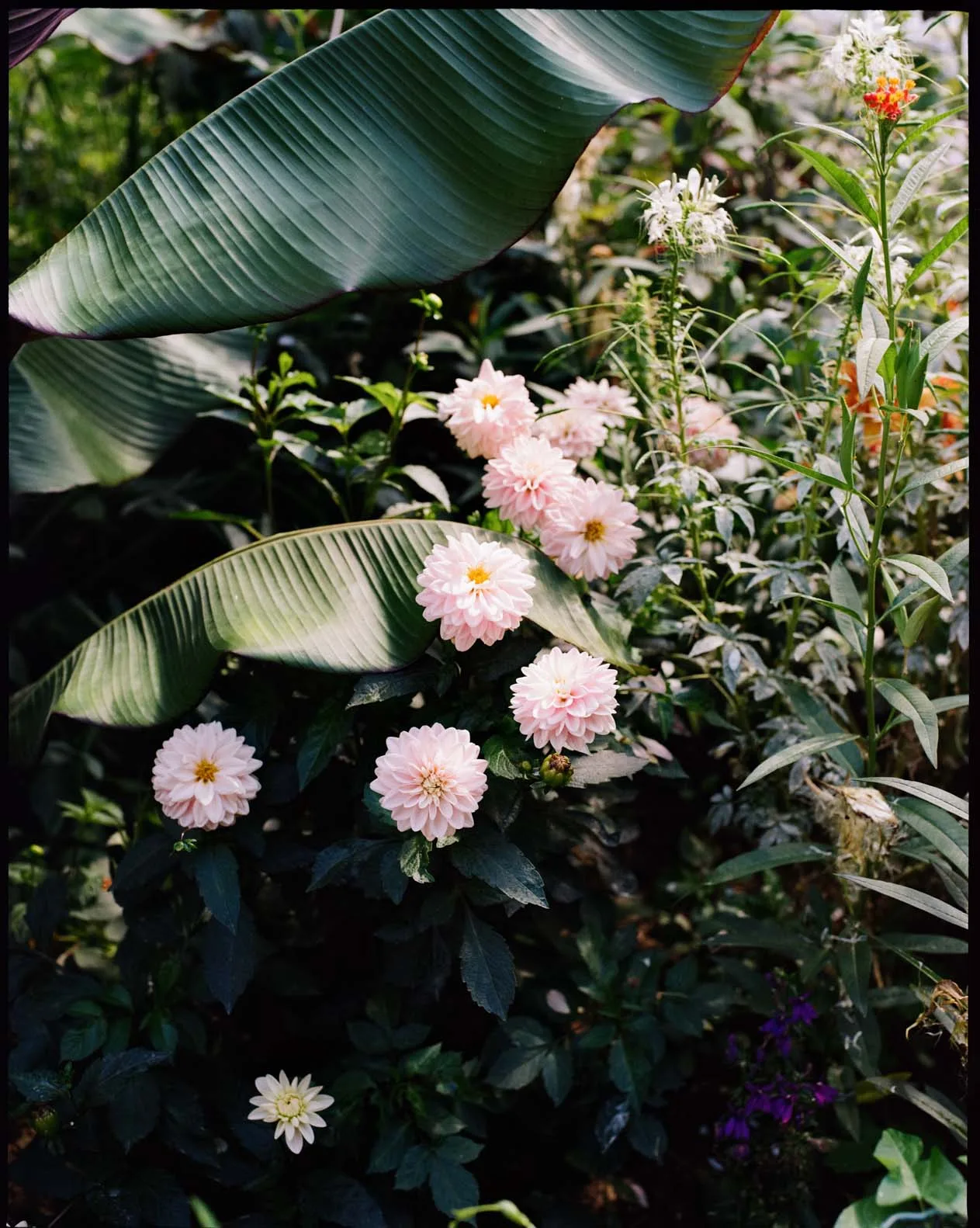 Flowers in bloom