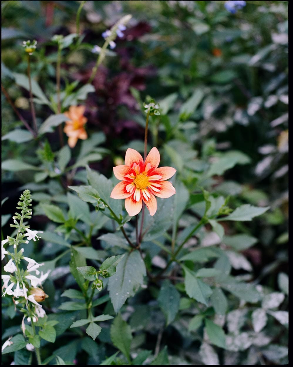 flowers-19